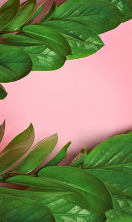 Green tropical leaves on a pink background, Top view.の写真素材
