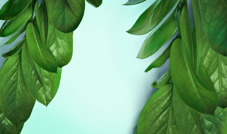 Green tropical leaves on a blue background, Top view.