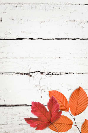 Autumn background of fall leaves on the wooden board, top view.の写真素材