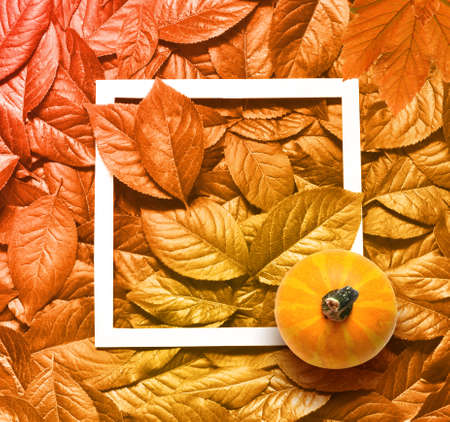 Beautiful yellow autumn leaves background and white frame with pumpkin.の写真素材