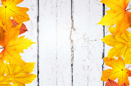 Autumn background of fall leaves on the wooden board, top view.の写真素材
