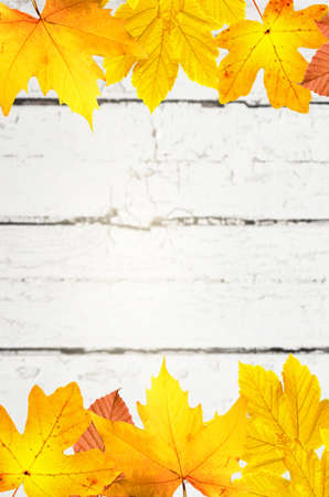 Autumn background of fall leaves on the wooden board, top view.の写真素材