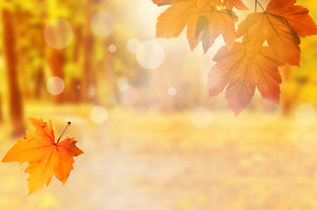 Falling yellow leaves and grass bokeh background with sun beams. Autumn landscape.の写真素材
