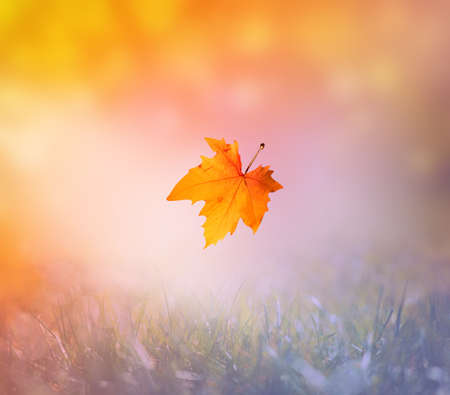 Falling yellow leaves and grass bokeh background with sun beams. Autumn landscape.の写真素材