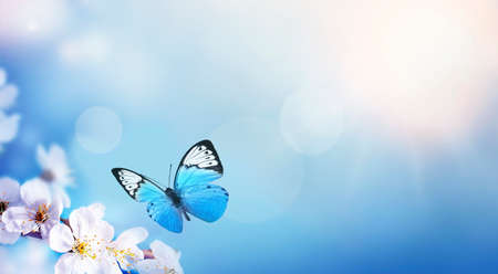 Blossom tree over nature background and butterfly. Spring flowers. Spring Background.の写真素材