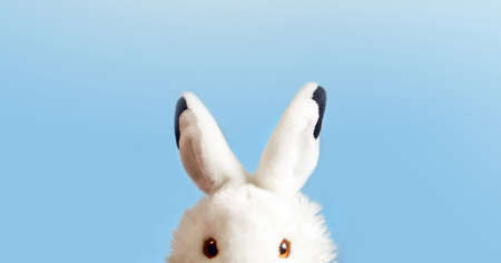 funny rabbit on blue background. Easter concept.の写真素材
