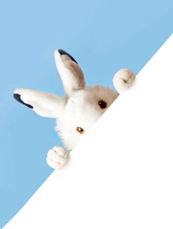 funny rabbit with sheet for a text writing. Easter concept.の写真素材