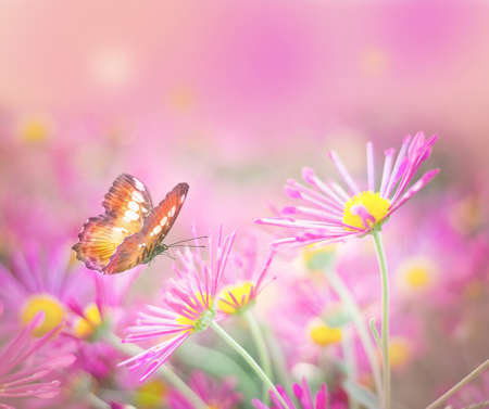 Beautiful butterfly and nice flowers. Summer landscapeの写真素材