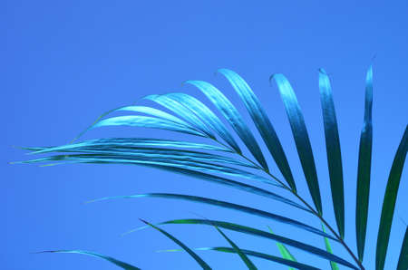 Tropical palm leaf on a blue pastel background.の写真素材
