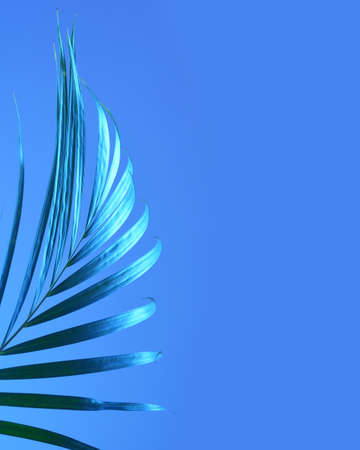 Tropical palm leaf on a blue pastel background.の写真素材