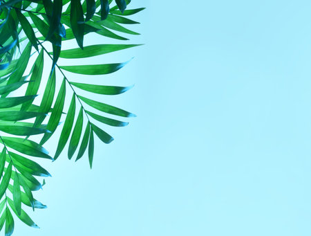 dark green tropical palm leaf on blue background.