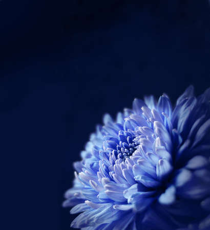 Bright fresh garden flower on blue surfaceの写真素材