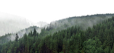 Green mountain forest in the fog. Evergreen spruce and pine trees on the slopes. Nature painting.