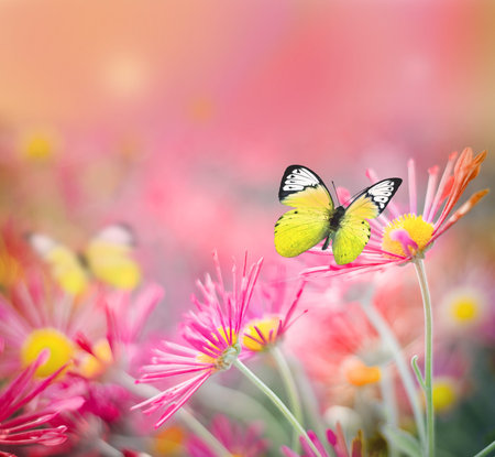 Beautiful butterfly and nice flowers. Summer landscape.