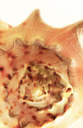 Macro of seashell shows beautiful detail. Summer concept.