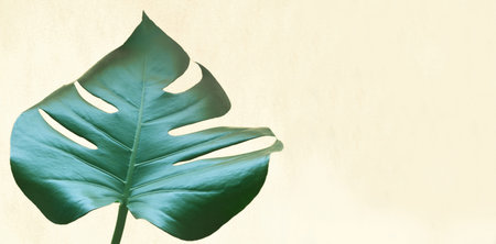 Tropical jungle Monstera leaf isolated on white background.
