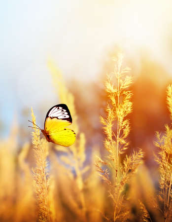 Autumn and summer landscape. Yellow meadow, butterfly and blue sky.の写真素材