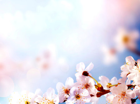 Cherry blossoms over blurred nature background. Spring flowers. Spring Background with bokeh.