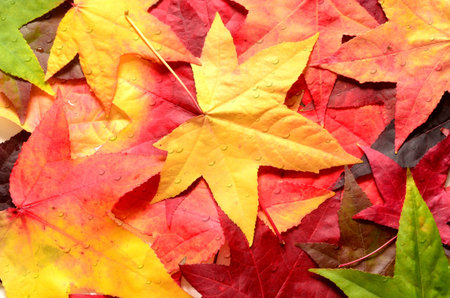 Background group autumn orange leaves. Outdoor. Autumn concept.