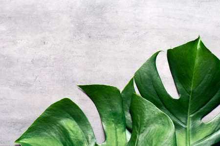 Monstera leaf on grey concrete background. View from above. Monstera background. Summer nature spa fashion concept.の写真素材