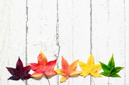 Autumn falling leaves isolated on white wooden background. Autumn concept.の写真素材