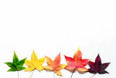 Autumn falling leaves isolated on white background. Autumn concept.