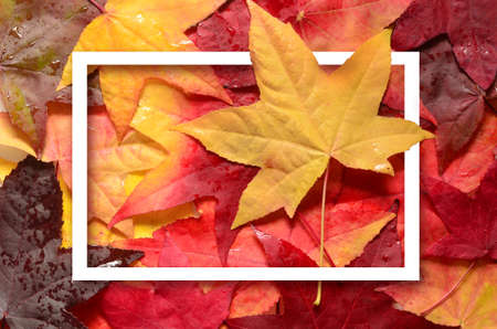 Background with group autumn orange leaves. Outdoor. Autumn concept.の写真素材