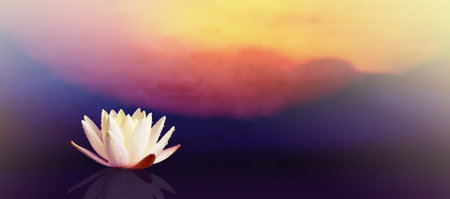 Lotus flower on the water with sunrise background.