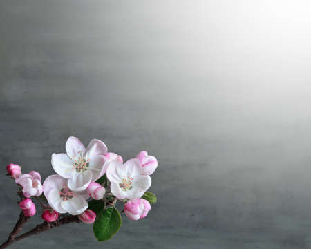 Branche pink fragile apple blossom on gray background. Holiday concept.の写真素材
