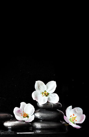 Spa stones and pink flowers on black background with water. Spa concept.の写真素材