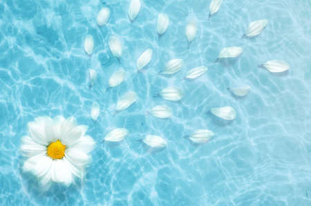 Top view White flower daisy floating on surface of water, shadow on the blue backgroundの写真素材