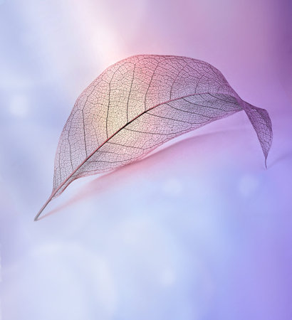 Skeleton leaf on purple background, close up, copy space.