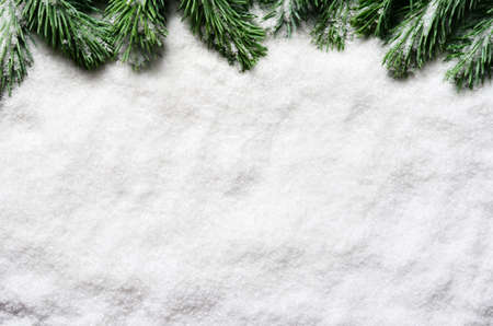 Snow background with fir branches. Christmas decoration.の写真素材