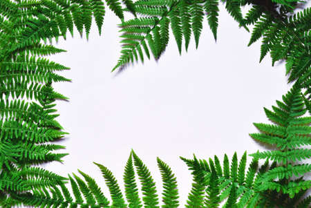 Fern leaves on white background with copy space for textの写真素材