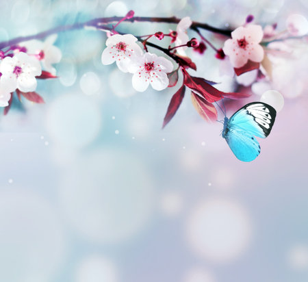 Flowering branches and petals on a blue background and butterfly. Spring concept.