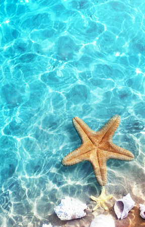 Starfish and seashell on the summer beach in sea water. Summer background. Summer time.の写真素材