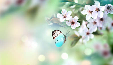 Flowering branches on a color blurry background and butterfly. spring concept.の写真素材