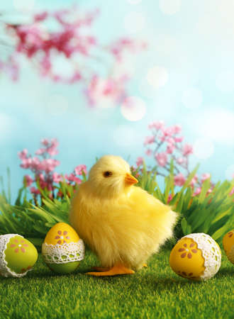 Easter eggs and chicken on green grass on blue background. Easter card.の写真素材
