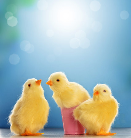 Yellow Easter chickens on blue blurred background. Easter card.の写真素材