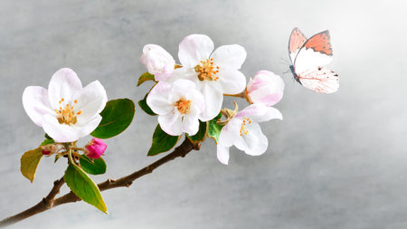 Flowering branches on a gray background and butterfly. spring concept.