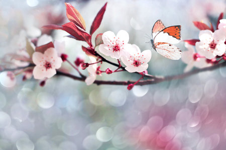 Flowering branches on a color blurry background and butterfly. spring concept.の写真素材