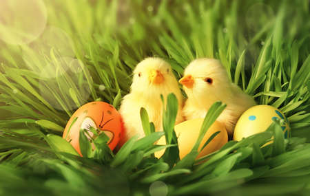 Easter eggs and chicken on green grass as background. Easter card.の写真素材