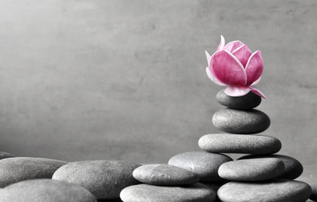 Beautiful pink magnolia flower on stones, concept of wellness spa treatments for the beauty of mind...