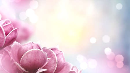 Close up of blooming pink magnolia flowers. spring background.の写真素材