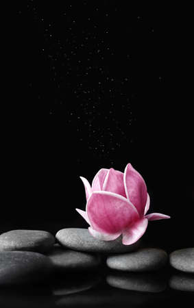 Beautiful pink magnolia flower on stones, concept of wellness spa treatments for the beauty of mind and body, massage, zen stone.の写真素材