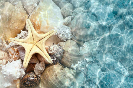 Starfish and seashell on the summer beach in sea water. Summer background. Summer time.の写真素材