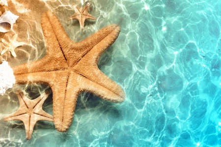 Starfish on the summer beach in sea water. Summer background. Summer time.の写真素材
