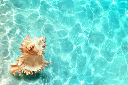 Big natural seashell on the summer beach in clear sea water. ocean background.の写真素材