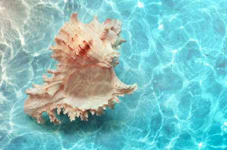 Big natural seashell on the summer beach in clear sea water. ocean background.の写真素材