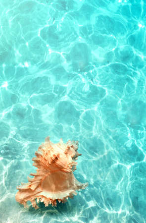 Big natural seashell on the summer beach in clear sea water. ocean background.の写真素材